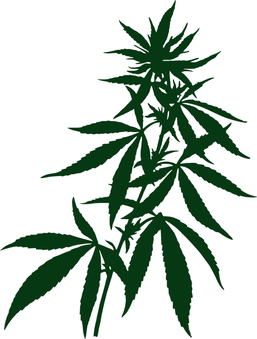 Cannabis Plant Illustration
